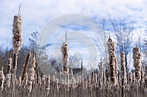 Nature gems - fluffy white and brown bulrush cattail tops against a blue sky with white clouds