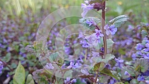 Nature Glechoma hederacea wild flowers grass spring underfoot