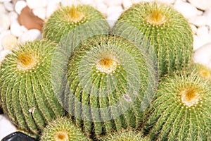 Nature gold barrel cactus flower or mother-in-law`s cushion Echinocactus grusonii in garden background