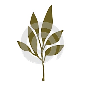 Nature graphic element. Plant leaf. Vector illustration