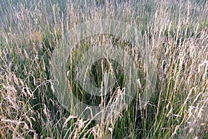 Nature grass field background in The Qilian Mountain Scenic Area Mount Drow in Qinghai China