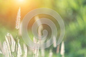 Nature grass flower with sunset background. Blurred natural back