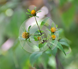 In nature, the grass grows bidens frondosa