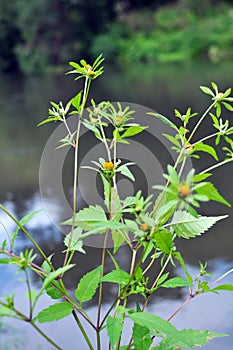 In nature, the grass grows bidens frondosa