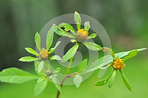 In nature, the grass grows bidens frondosa