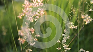 Nature grass summer sunlight