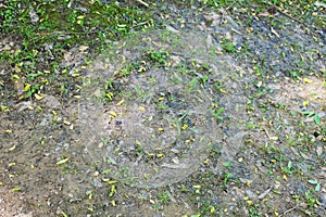 Nature Grass Surface Background Backdrop Closeup