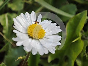 White work in the grass