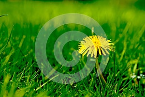 Nature, grass and yellow dandelion in field for natural beauty, spring mockup and blossom. Countryside, plant background