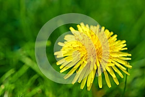 Nature, grass and yellow dandelion in meadow for natural beauty, spring mockup and blossom. Countryside, plant