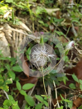 Nature a grassh flower