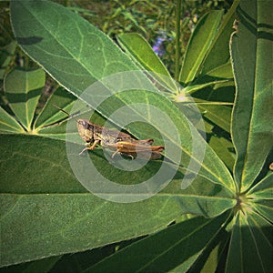  nature grasshopper green plant insects grass  wildlife  macrophoto