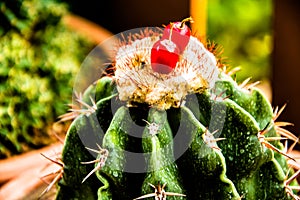 the Nature green background, cactus beautiful