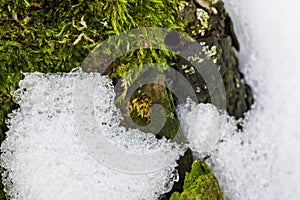 Nature green background, lichen on moss-grown surface and snow close up