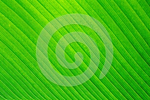 Nature green banana leaf texture for background image