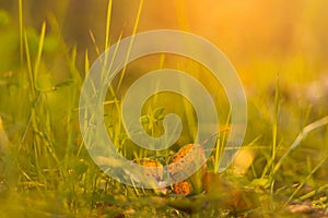 Nature green blurred background, bokeh. Beautiful grass in sunset sunlight