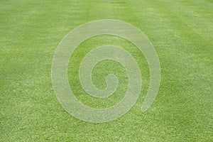 Nature green grass in the garden, Lawn pattern texture background