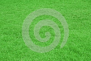 Nature green grass in the garden, Lawn pattern texture background, Perspective.