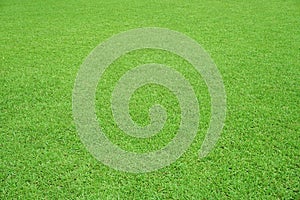 Nature green grass in the garden, Lawn pattern texture background, Perspective.