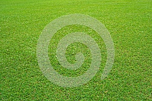 Nature green grass in the garden, Lawn pattern texture background, Perspective.
