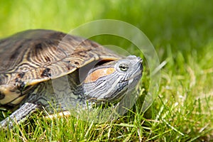 Nature, Green grass. Trachemys scripta elegans Red eared slider sits on the lawn