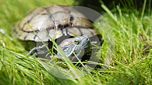 Nature, Green grass. Trachemys scripta elegans Red eared slider sits on the lawn