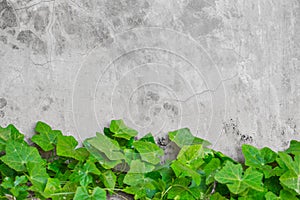 Nature green ivy gourd leaf on concrete wall background nature