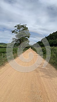 Nature Green land road tree