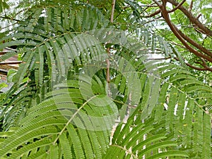 Nature, green, leaf, background, nature, beauty, tree, chinese petai tree photo