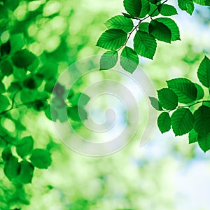 Nature of green leaf in forest at summer