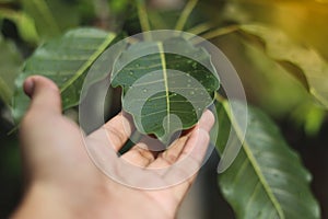 Nature of green leaf in garden at summer under sunlight. Natural green leaves plants using as spring background environment