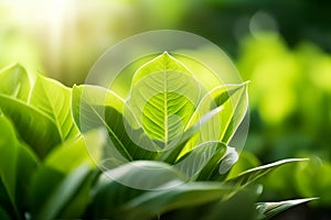 Nature of green leaf in garden at summer under sunlight. Natural green leaves plants using as spring background environment