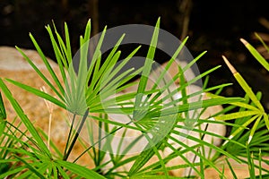 Nature green leaf of lady palm Rhapis exclesa plamae  in garden