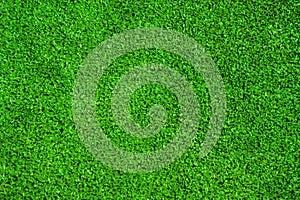 Green leaf of Papyrus abstract background