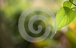 Nature green leaf with water droplets