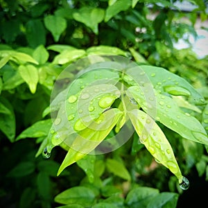 Nature green leaves with water drop after rian