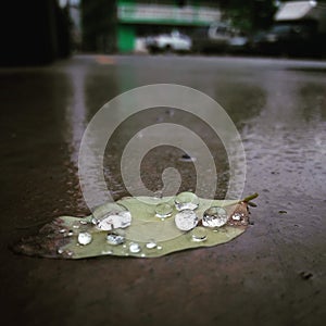 Nature green leaves with water drop after rian