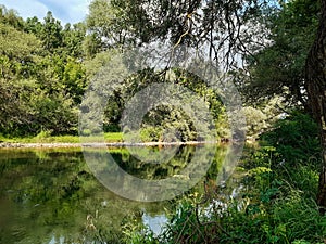 Nature green Nisava water tree