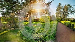 Nature green park by trees in sunset time.