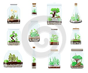 Nature green plant in glass terrarium garden, plant on decoration natural botany vector cartoon illustration isolated on