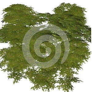 Nature green seasonal bush, boxwood, floral branches and leaves, tree crown bush foliage.