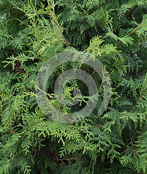 Nature, green, tree, plant, forest, leaf, branch, pine, garden, flora, moss, evergreen, fern, bush, leaves, texture, natural, gras