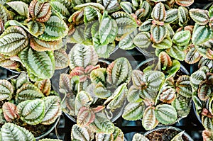 Nature green in vase background