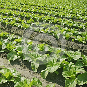 Nature green vegetable field