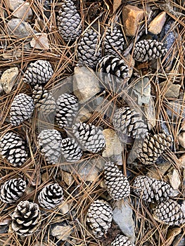 Nature groundcover pine needles tree pinecones holiday autumn fall season seasonal nature background
