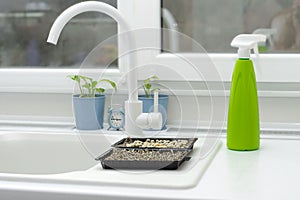 Nature. Growing microgreens at home. Ascending sprouts of greens and pea seeds on the table against the background of a