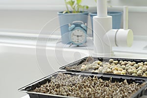 Nature. Growing microgreens at home. Ascending sprouts of greens and pea seeds on the table against the background of a