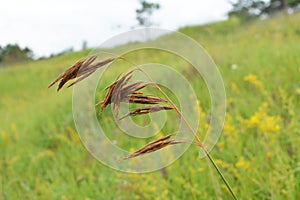 In nature, grows cereal forage grass for animals - bromus inermis
