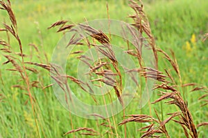 In nature, grows cereal forage grass for animals - bromus inermis