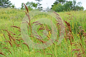 In nature, grows cereal forage grass for animals - bromus inermis